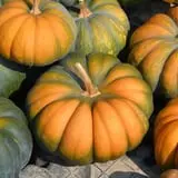 Cicero Pumkin Patch photo