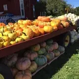 Cicero Pumkin Patch photo