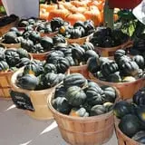 Cicero Pumkin Patch photo