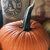 Cicero Pumkin Patch photo