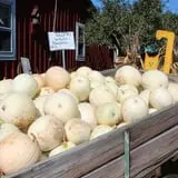 Cicero Pumkin Patch photo