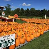 Cicero Pumkin Patch photo