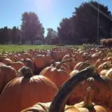 Cicero Pumkin Patch photo