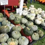 Cicero Pumkin Patch photo