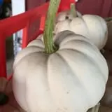 Cicero Pumkin Patch photo