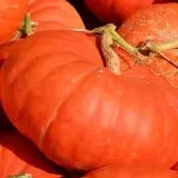 Cicero Pumkin Patch photo
