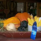 Cicero Pumkin Patch photo
