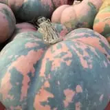 Cicero Pumkin Patch photo
