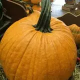 Cicero Pumkin Patch photo
