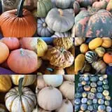 Cicero Pumkin Patch photo