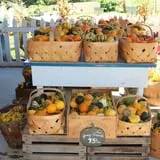 Cicero Pumkin Patch photo