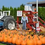 Cicero Pumkin Patch photo