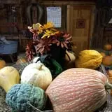 Cicero Pumkin Patch photo