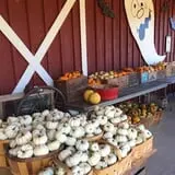 Cicero Pumkin Patch photo