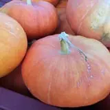 Cicero Pumkin Patch photo