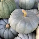 Cicero Pumkin Patch photo