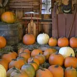 Cicero Pumkin Patch photo