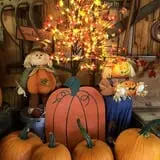 Cicero Pumkin Patch photo