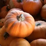 Cicero Pumkin Patch photo