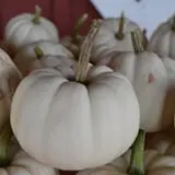 Cicero Pumkin Patch photo