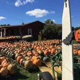 Cicero Pumkin Patch photo