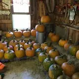 Cicero Pumkin Patch photo