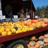 Cicero Pumkin Patch photo