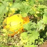 Cicero Pumkin Patch photo