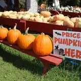 Cicero Pumkin Patch photo