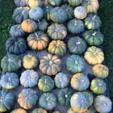 Cicero Pumkin Patch photo