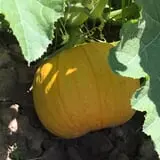 Cicero Pumkin Patch photo