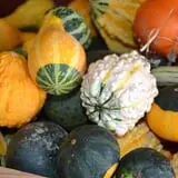 Cicero Pumkin Patch photo