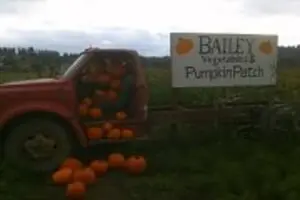 Bailey Vegetables Pumpkin Patch
