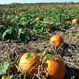Apple Jack Orchards photo