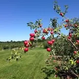 Apple Jack Orchards photo