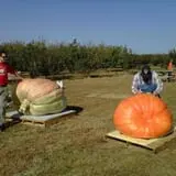 Apple Jack Orchards photo