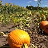 Apple Jack Orchards photo