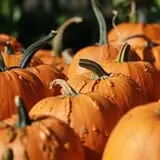 Apple Jack Orchards photo