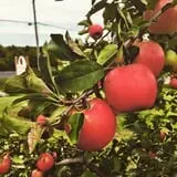Apple Jack Orchards photo