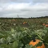Apple Jack Orchards photo