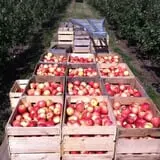 Apple Jack Orchards photo