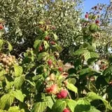 Apple Jack Orchards photo