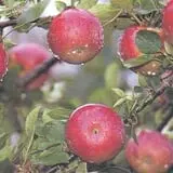 Apple Jack Orchards photo