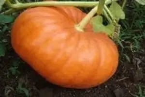 Stanton Road Pumpkin Patch Logo
