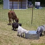 Magee Farms photo