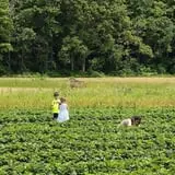 Magee Farms photo