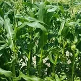 Magee Farms photo