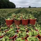 Magee Farms photo