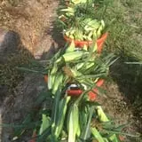 Magee Farms photo