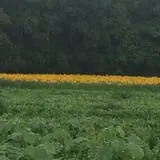 Magee Farms photo